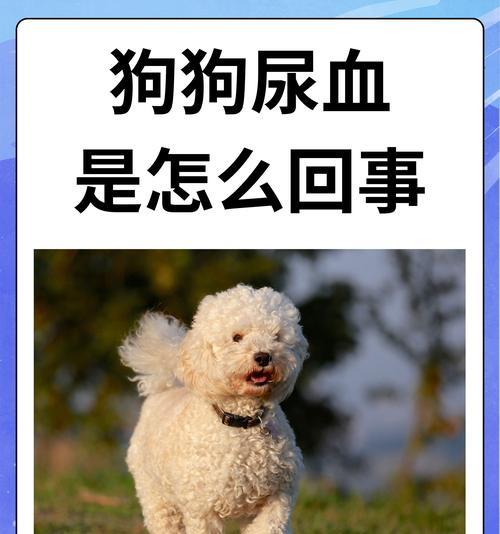 狗狗尿道炎的病因及预防措施（了解尿道炎的病因有助于宠物健康管理）
