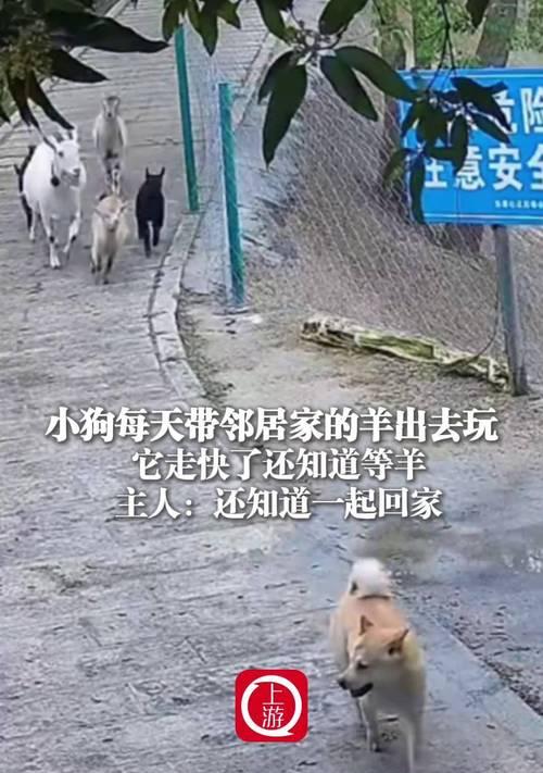 小狗的成长与户外探索（多久带小狗出门适宜？专家给出最佳时间表）