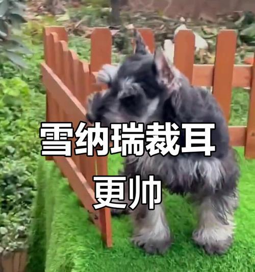 雪纳瑞剪耳后需要多久恢复？（了解雪纳瑞剪耳恢复时间的关键因素及注意事项）