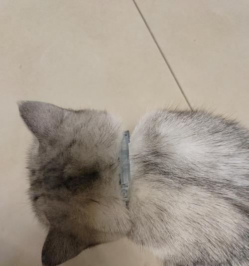 以猫跳蚤圈要带多久？（探索猫跳蚤圈的持续时间和保持方法）