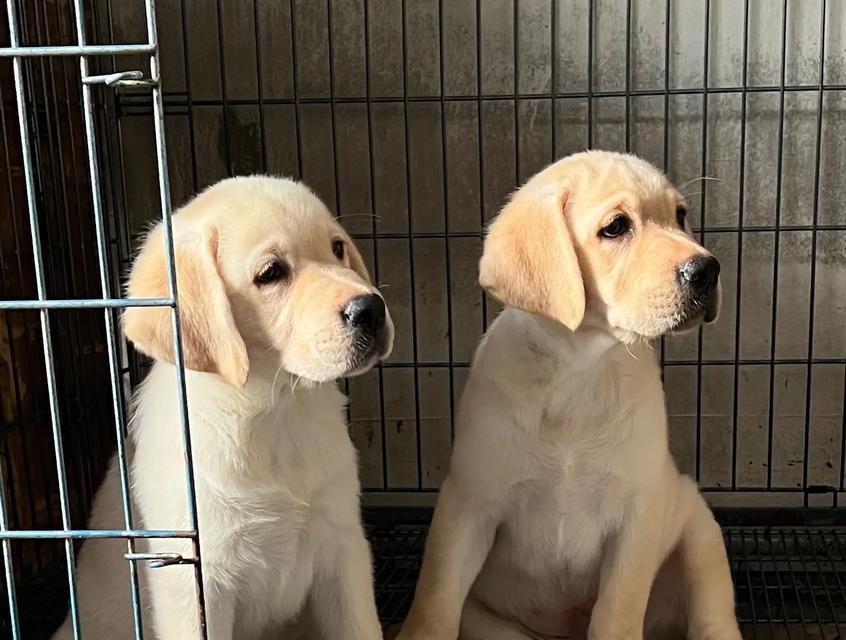 桂林正规犬舍推荐（了解桂林正规犬舍，为宠物选择最佳居所）