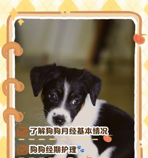 狗狗阴部流血，如何照顾？（了解狗狗例假期，科学照料）