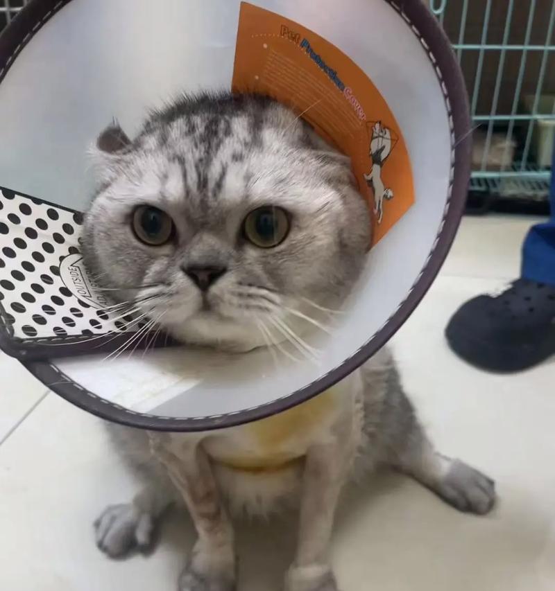 猫后腿脱臼（猫后腿脱臼多久能好？如何帮助猫恢复？）