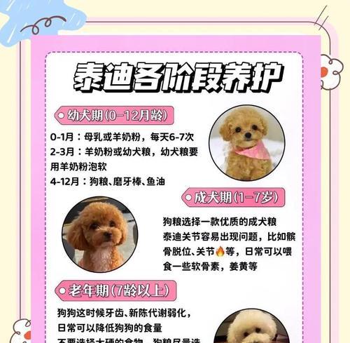 小泰迪育苗的最佳时间和方法（了解小泰迪育苗的关键要点，助您养出健康可爱的泰迪宝宝）