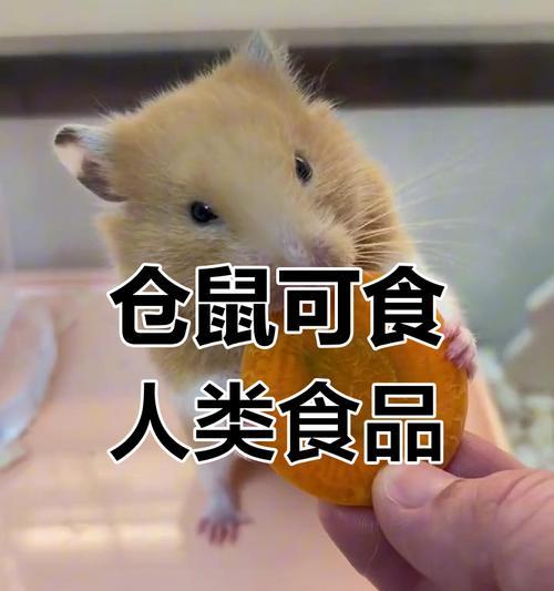 仓鼠的饮食喜好及注意事项（红萝卜、黄瓜等蔬菜是仓鼠的爱食，但需适量给予）