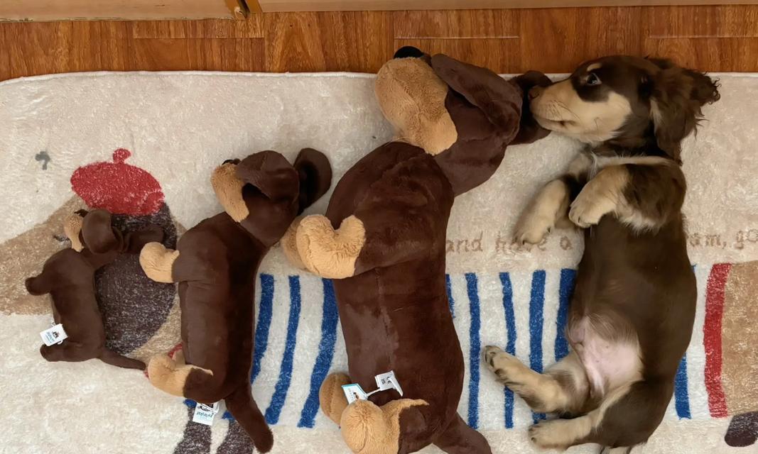腊肠犬出生多久可以单独喂养？（了解适合腊肠犬单独喂养的最佳时间和方法）