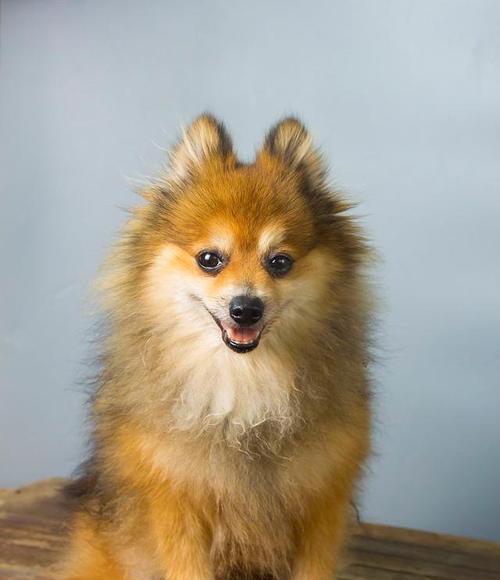 小型德国狐狸犬——活泼可爱的家庭宠物（了解小型德国狐狸犬的特点、饲养要点及训练方法）