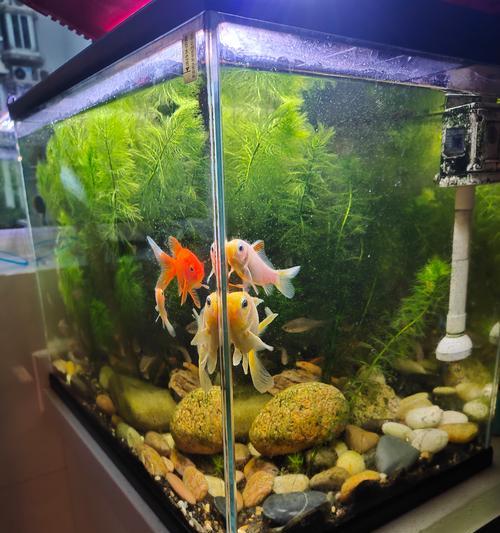 水中的水草世界（探秘水草的生态奇观）