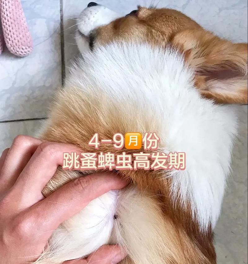 如何轻松解决狗狗跳蚤过多问题（告别狗狗身上的跳蚤，让它们安心舒适）