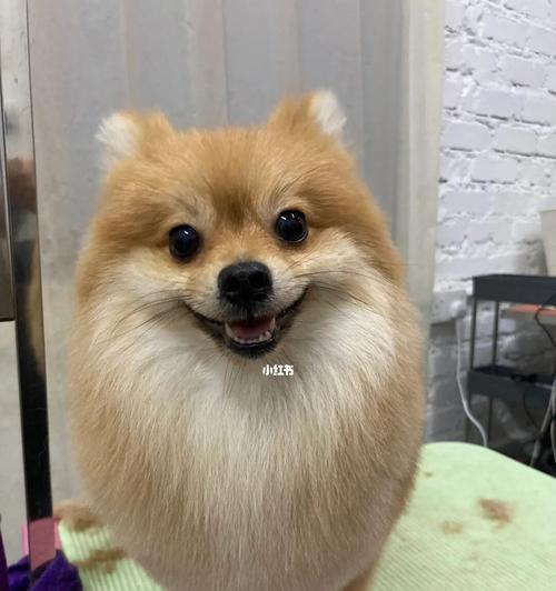 博美犬（探索博美犬各种造型，领略可爱风采）