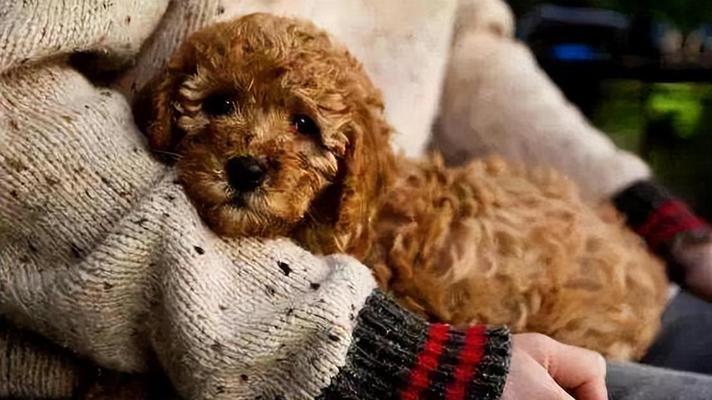 成年泰迪犬发情周期的研究（了解成年泰迪犬发情周期的关键因素及表现）