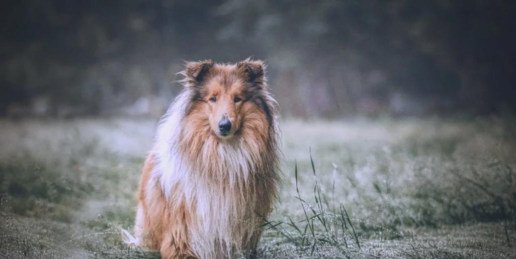 柯利犬（探索柯利犬的特点、历史和培养方法）