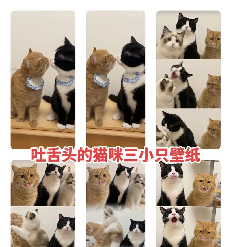 揭秘猫咪吐舌头的真相（可爱还是卖萌？解析猫咪吐舌头的行为）