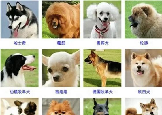 中国人最爱养的狗狗10大排名（探究中国人对不同狗狗品种的钟爱程度）