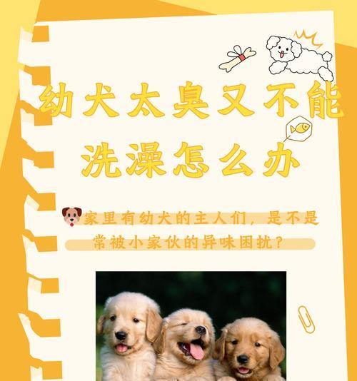 小狗洗澡的必备用品（打造干净、健康的宠物生活）