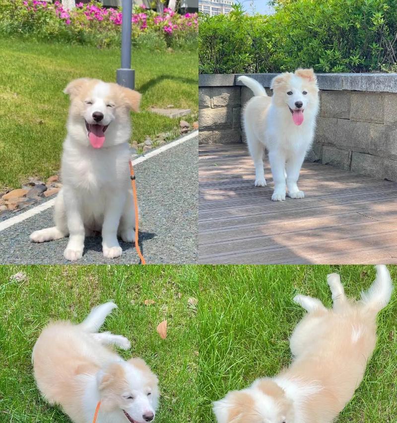 幼犬边牧的换毛周期及护理方法（了解幼犬边牧换毛周期，保持毛发健康）