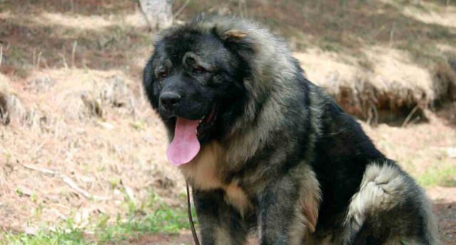 高加索犬（了解高加索犬的起源、特征和训练方法）