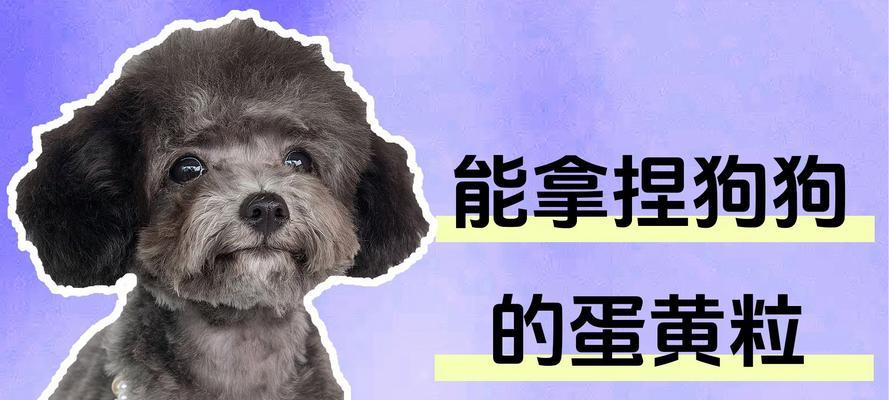 小狗狗适宜食用蛋黄的频率（狗狗健康需要适量摄入）