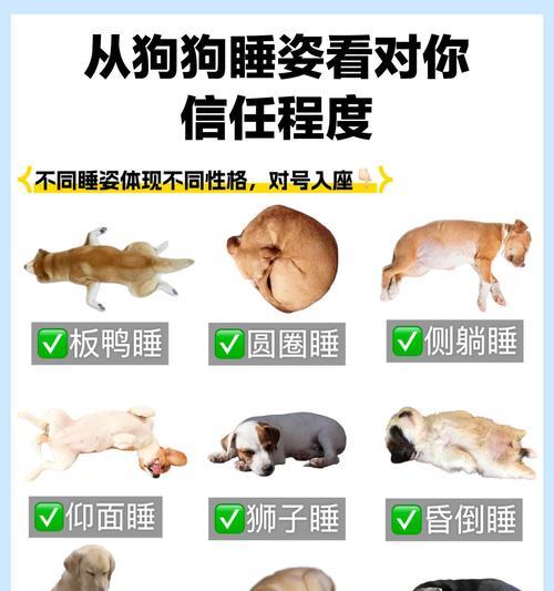 狗狗训练做卧需要多长时间？（探索狗狗训练做卧的时间要求及方法）
