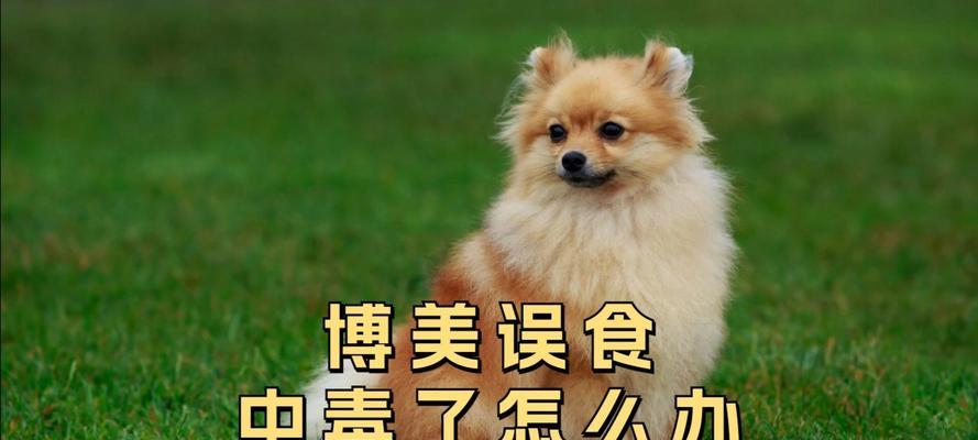 狗狗误食电池中毒的抢救与预防（保护爱宠免受电池中毒的伤害，做好应急处置）