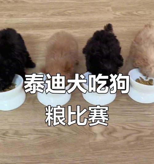 泰迪狗狗何时可以开始吃狗粮？（宝宝泰迪的饮食转变时间表）