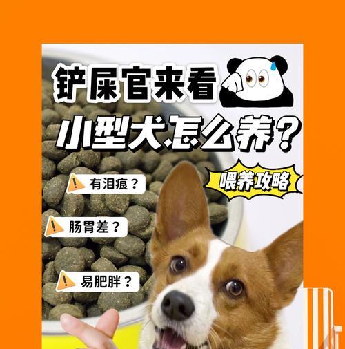 给狗子洗澡的正确步骤——让你的狗子更爱你（了解正确的狗子洗澡方法，让你成为狗子的最佳铲屎官）
