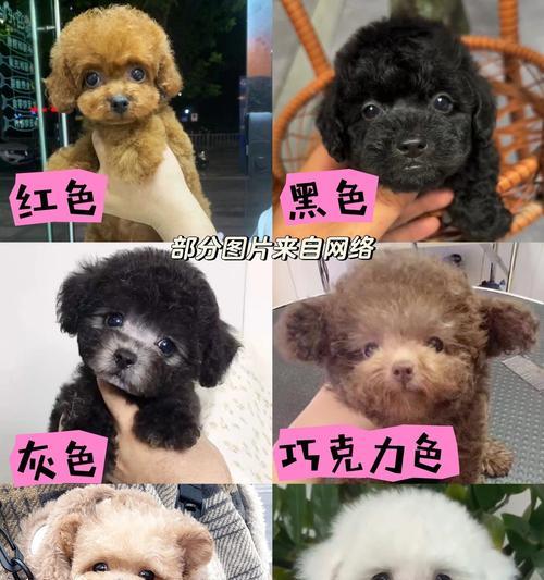 探讨泰迪犬的不同体型（了解泰迪犬体型的特点及分类）