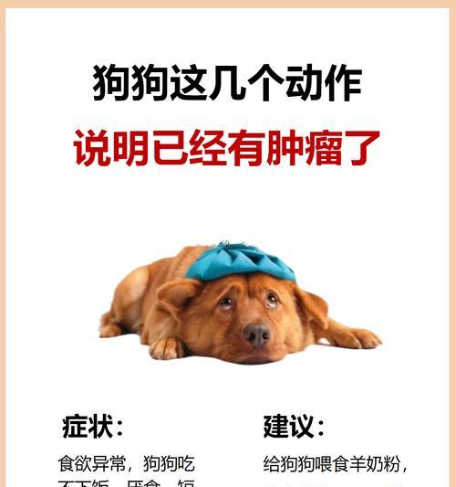 揭开狗自闭症的神秘面纱（研究发现，狗自闭症的表现并不少见）