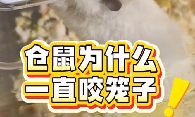 仓鼠啃笼子的持续时间与原因（探究仓鼠啃笼子的行为及其动机）