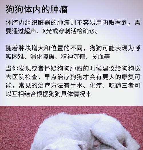 萨摩耶的寿命是多久？（揭秘萨摩耶犬的长寿之道）
