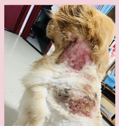 狗狗严重脱毛的原因和治疗方法（了解常见的狗狗脱毛原因，采取正确的治疗措施）