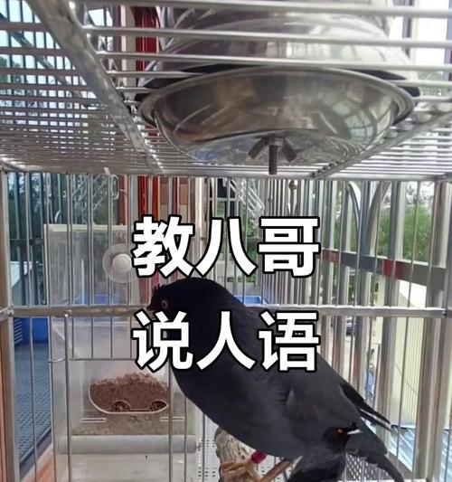如何教八哥说话的有效方法（掌握训练技巧，让你的八哥成为聪明的“人语者”）