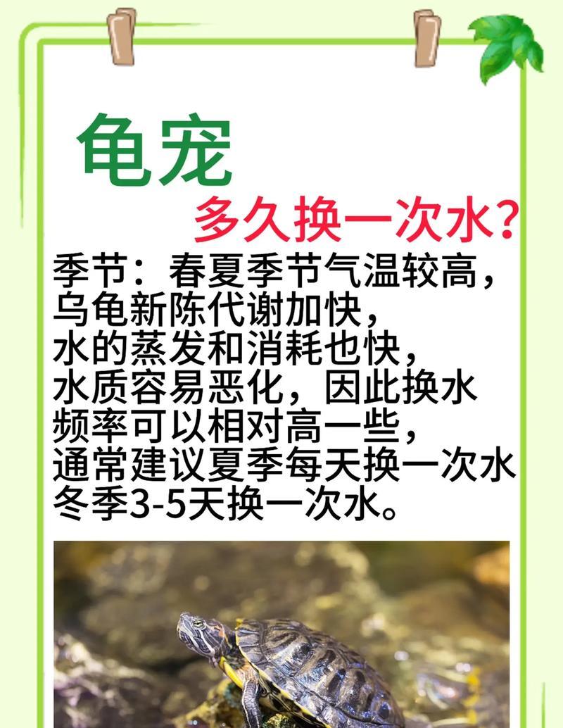 养龟的六大禁忌，小心养龟误区！（探秘养龟禁忌，守护龟友健康）