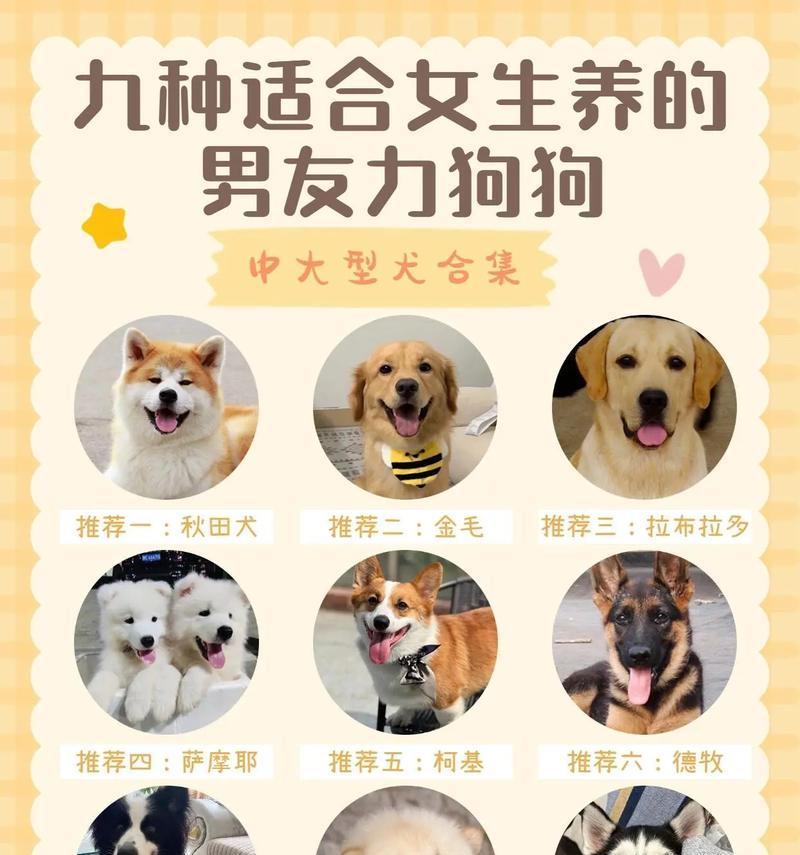 大型狗狗品种介绍（探索世界上最强大的狗狗品种）