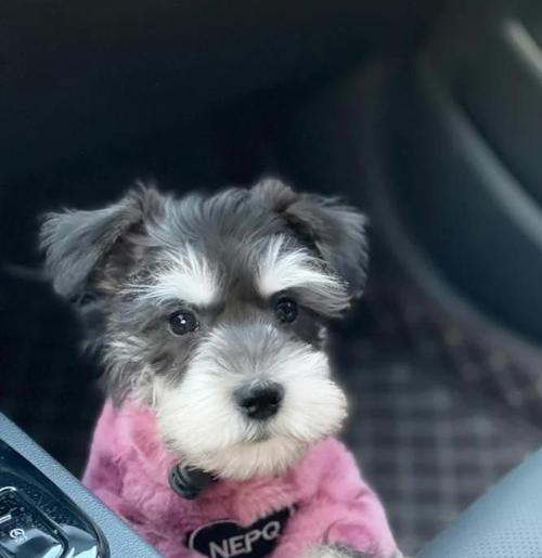常见的梗类犬及其特点（探索梗类犬族群的多样性与魅力）