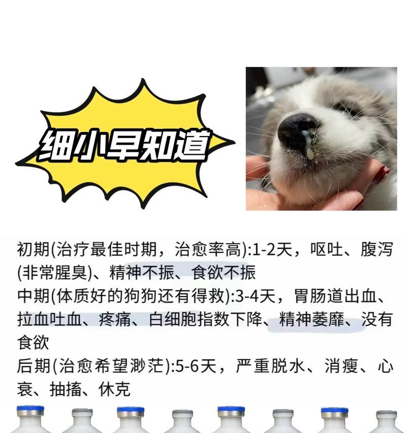 狗狗得了细小病，如何判断？（一种致命的疾病，如何及早发现？）