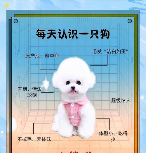比熊犬的饲养指南（关注比熊犬的健康与幸福）