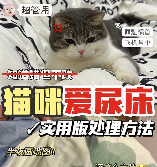 猫催产的方法及注意事项（了解猫催产的常见方法，保护母猫和幼崽的健康）