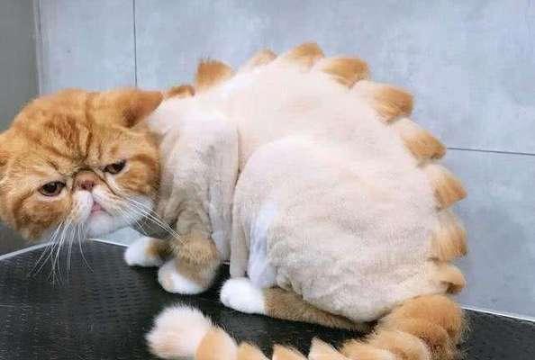 长毛猫剃光后多久能长好？（长毛猫剃光后的恢复周期及护理要点）