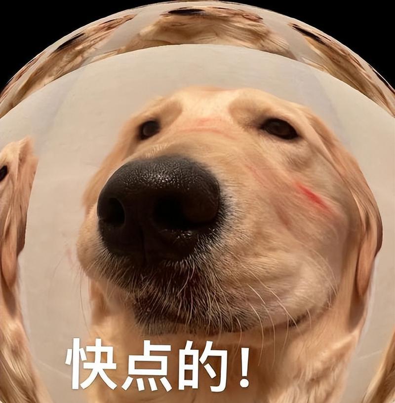 小金毛狗狗的睡眠时间究竟有多长？（揭秘小金毛一天的睡眠习惯，让您更了解您的宠物）