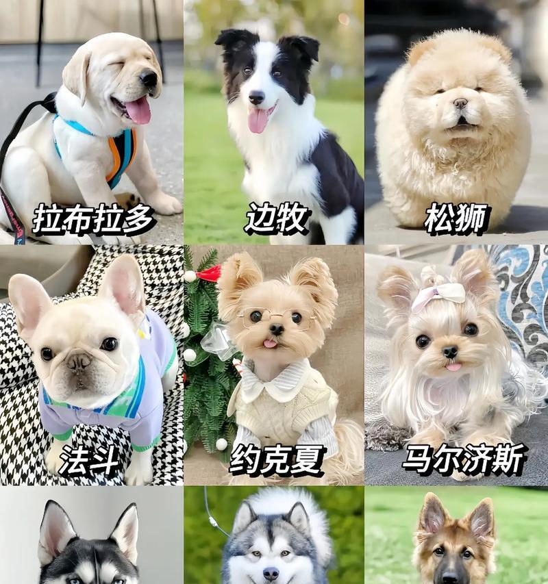 狗狗的寿命不超过十年的说法（揭秘狗狗寿命的真相与关键因素）