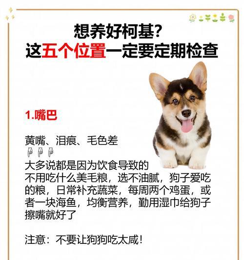柯基的驱虫频率与方法（为你的1岁多柯基选择合适的驱虫计划）