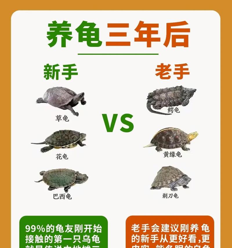家庭养龟，需注意的关键点（养龟的注意事项及方法）