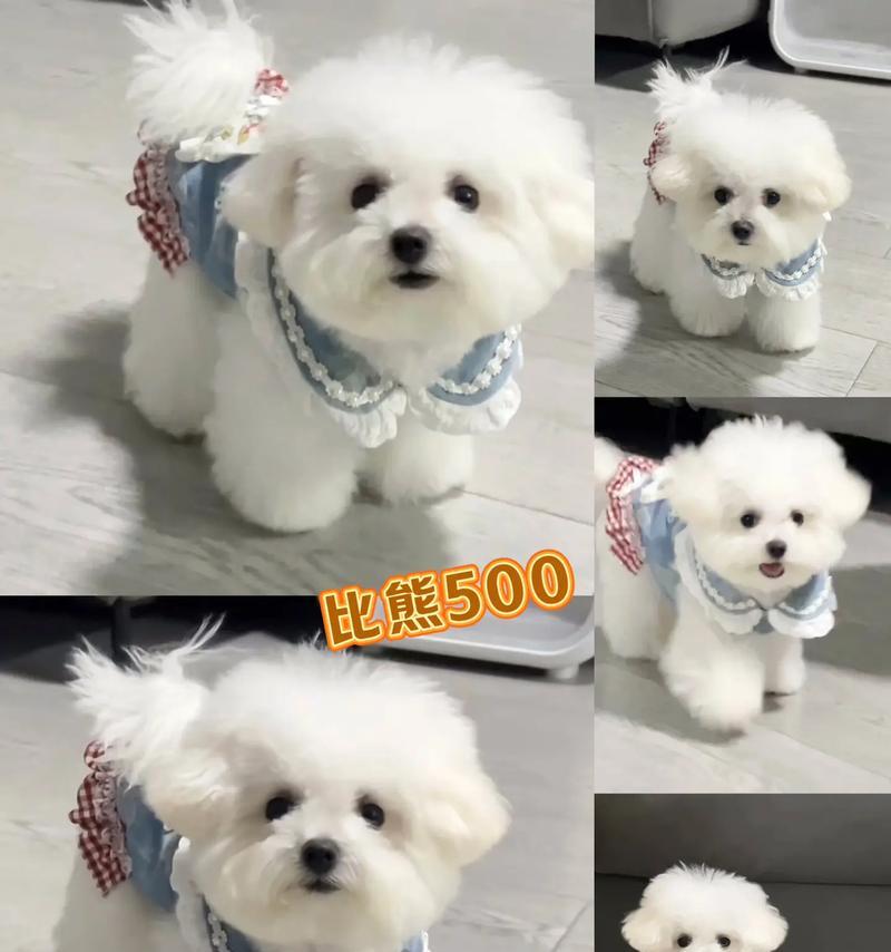 比熊幼犬适应陌生环境的时间和方法（以比熊幼犬为例，探讨如何帮助幼犬更快适应陌生环境）
