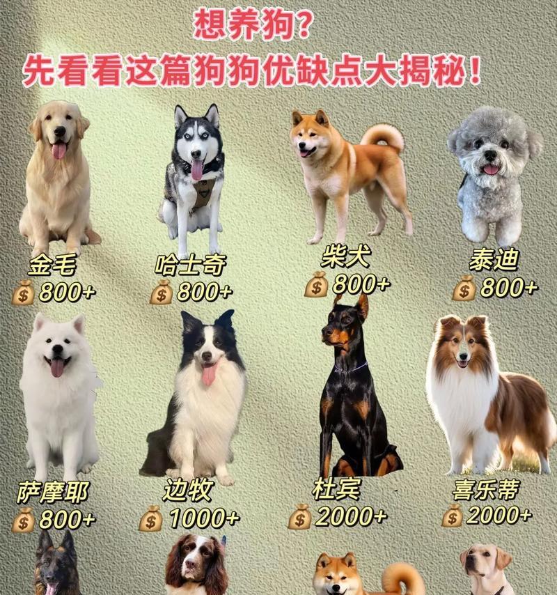新手养狗，推荐7种不贵又好上手的狗品种（适合新手养狗的7种狗，让你成为爱犬专家！）