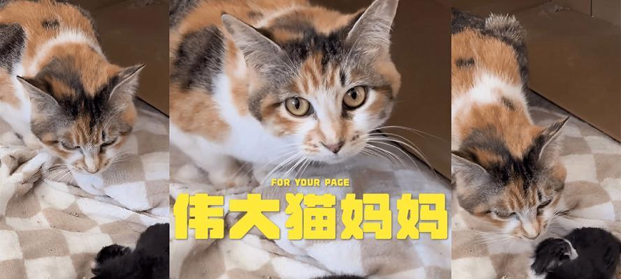 猫妈妈多久会不管小猫（探索猫妈妈不再照顾小猫的时刻）