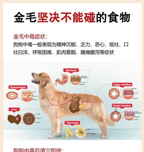 金毛运动后多久吃饭最合适？（探索金毛运动后进食的最佳时机）