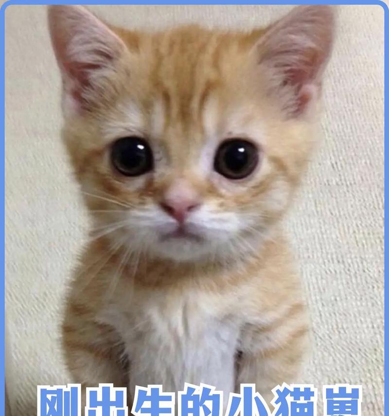 幼猫的饲养指南（从喂养到培养，全面解读幼猫饲养的注意事项）
