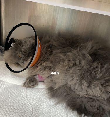 以猫咪灌肠多久能好（探究猫咪灌肠治疗的疗效及时间）