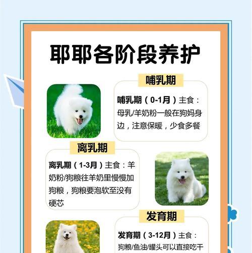 萨摩幼犬的蔬菜饮食指南（了解适合萨摩幼犬食用的蔬菜种类及注意事项）